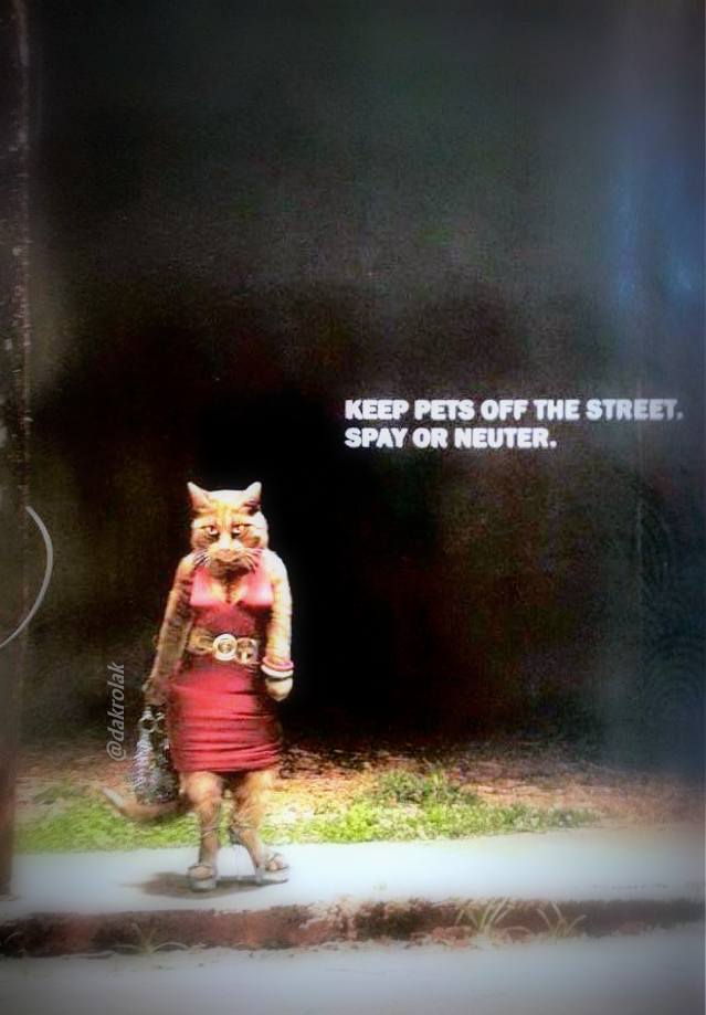 PSA: Keep your kitty off the streets  astound me: D.A. Królak