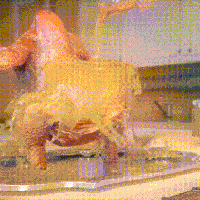 Twerking Turkey in Gravy